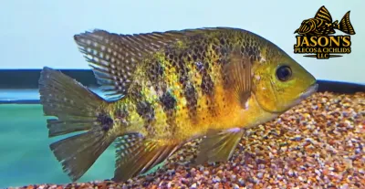 Bocourti Cichlid - (Cincelichthys bocourti) Bocourti Cichlid - (Cincelichthys bocourti)