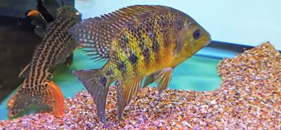 Bocourti Cichlid - (Cincelichthys bocourti)