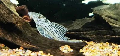 L141 Ghost Pleco - (Ancistomus snethlageae)