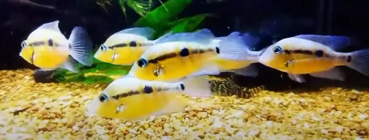 Blackgullet Cichlid - (Thorichthys pasionis)