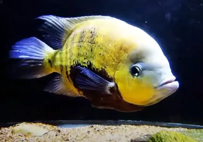 Pearsi Cichlid/Pantano Cichlid - (Cincelichthys pearsei)