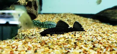 L071 Peppermint Pleco - (Ancistrus sp.)