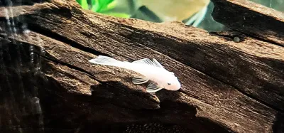 Snow White Shortfin Bristlenose- (Ancistrus cf. cirrhosus)