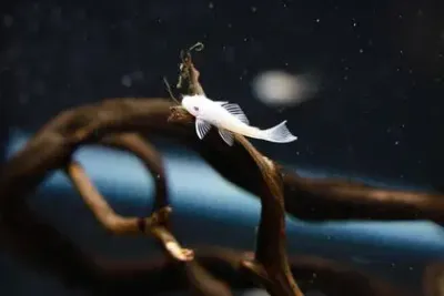Snow White Shortfin Bristlenose- (Ancistrus cf. cirrhosus)