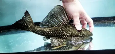 Alatus Pleco - (Hypostomus alatus)