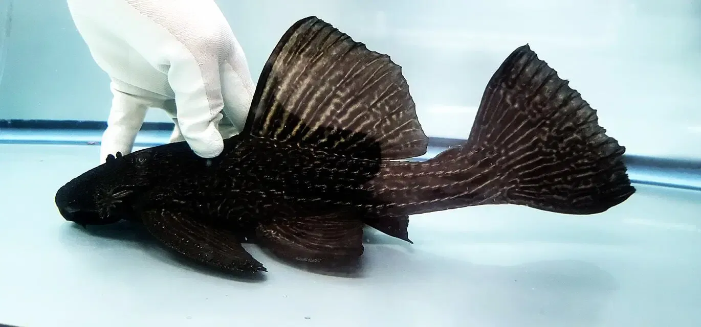 Black Spiny Ashiura Pleco - (Megalancistrus barrae)