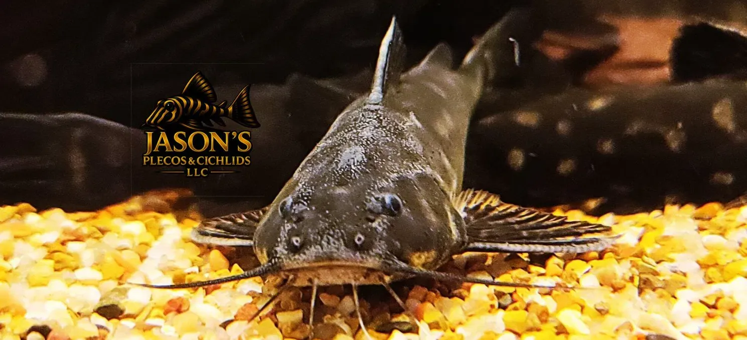 Snoring Catfish - (Wertheimeria maculata)