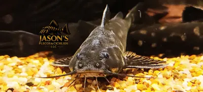 Snoring Catfish - (Wertheimeria maculata)