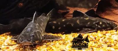 Snoring Catfish - (Wertheimeria maculata)