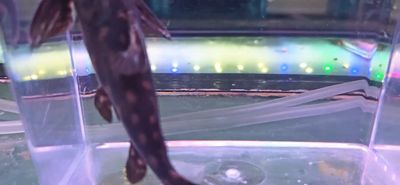 Snoring Catfish - (Wertheimeria maculata)