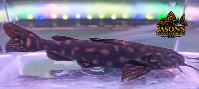Snoring Catfish - (Wertheimeria maculata)