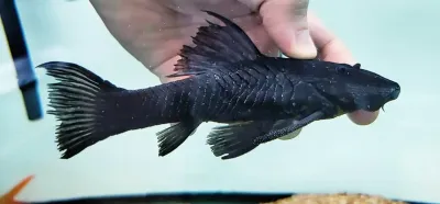 Vieja De Agua - (Rhinelepis aspera)