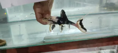 L155 Lyre Tail Pleco - (Acanthicus hystrix) Piebald L155 Lyre Tail Pleco - (Acanthicus hystrix) Piebald