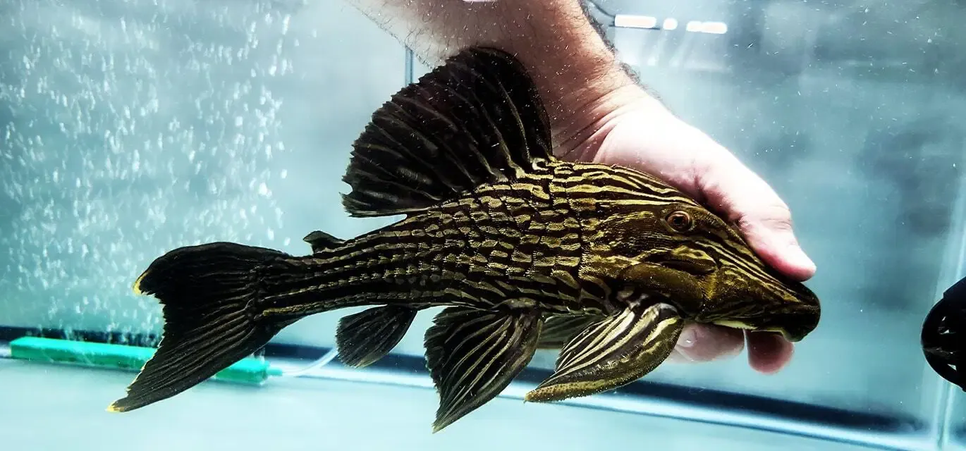 Panaque cf. armbrusteri - L27 (Jamanxim River), Size: 14"