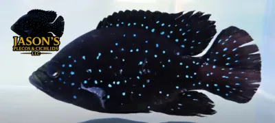Polleni Cichlid/Starry Night Cichlid - (Paratilapia polleni)