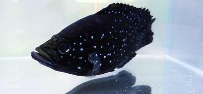 Polleni Cichlid/Starry Night Cichlid - (Paratilapia polleni)