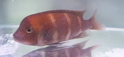 Red Frontosa - (Cyphotilapia Frontosa)