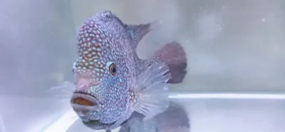 Texas Cichlid - (Herichthys cyanoguttatus)