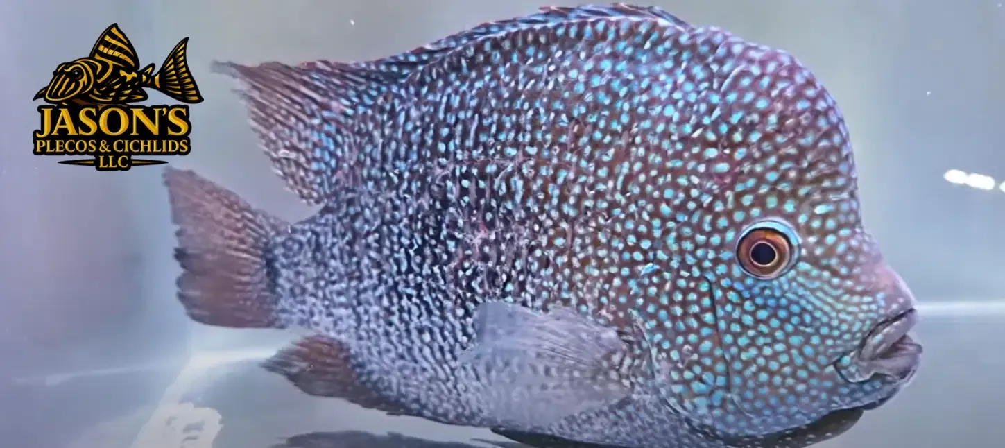 Texas Cichlid - (Herichthys cyanoguttatus)