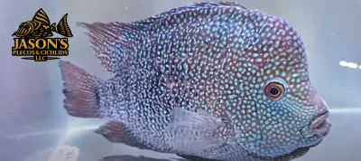 Texas Cichlid - (Herichthys cyanoguttatus) Texas Cichlid - (Herichthys cyanoguttatus)