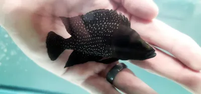 Ink Fin Calvus - (Altolamprologus calvus) - Breeding Pair