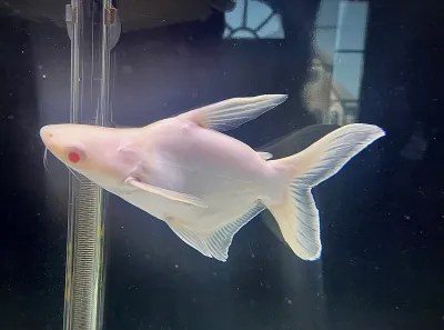 Albino Shortbody Iridescent Shark Catfish - (Pangasianodon hypophthalmus)