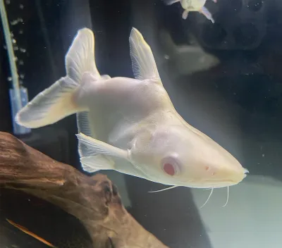 Albino Shortbody Iridescent Shark Catfish - (Pangasianodon hypophthalmus)