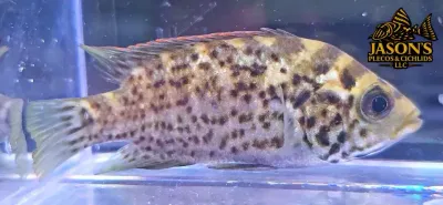 Cuban Cichlid - (Nandopsis tetracanthus)