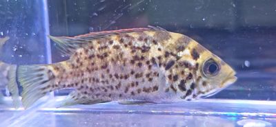 Cuban Cichlid - (Nandopsis tetracanthus)
