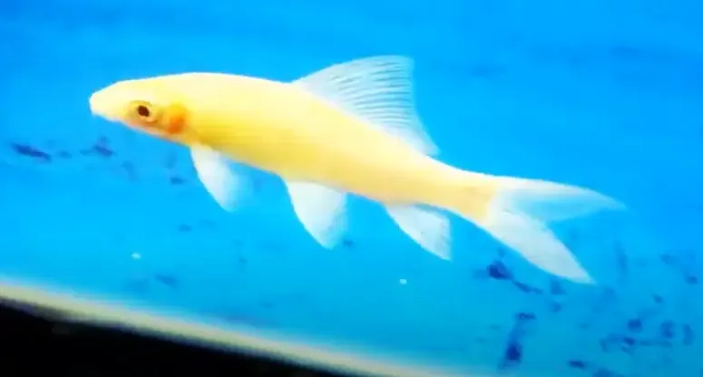 Albino Black Shark - (Labeo chrysophekadion)