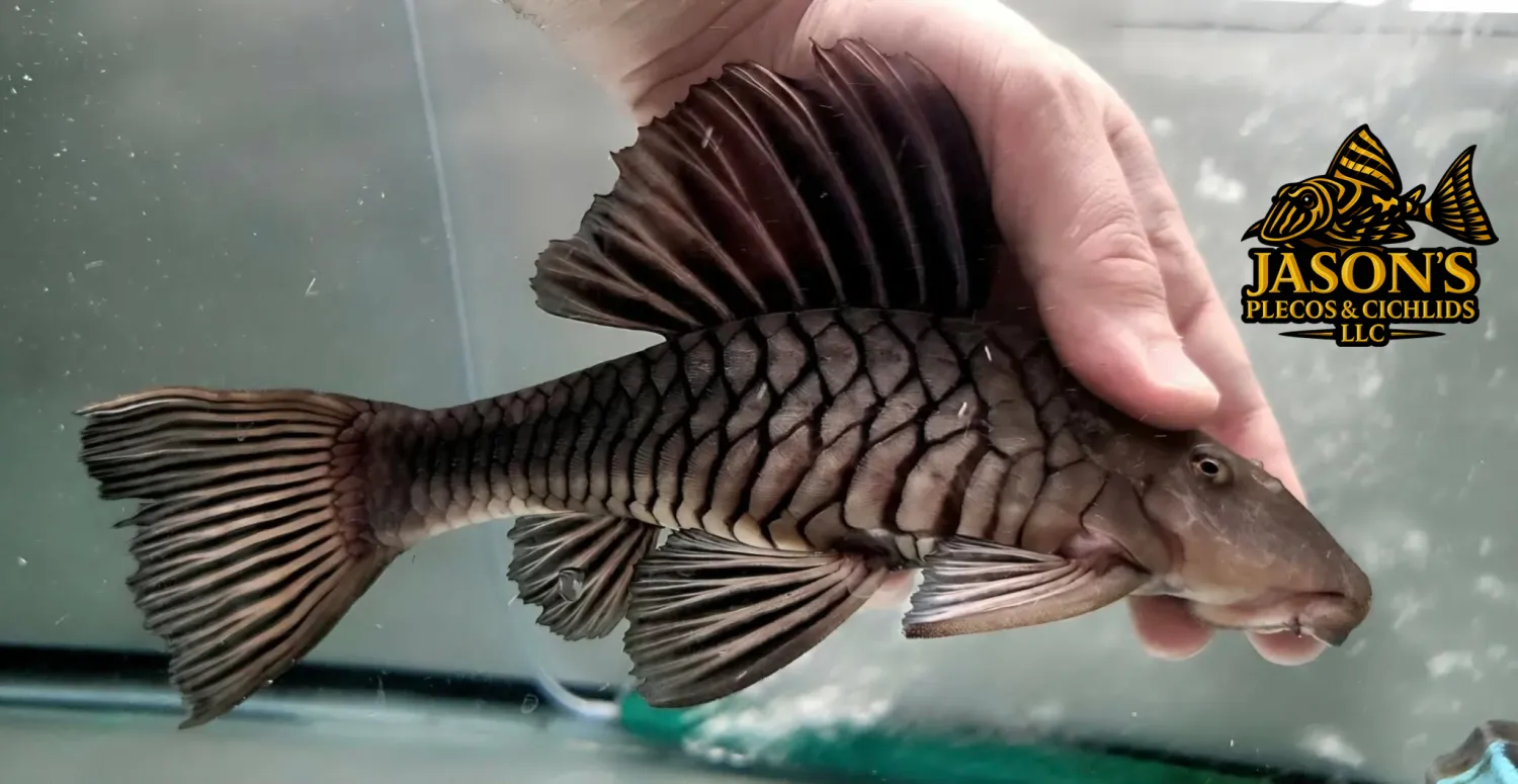 Rhinelepis strigosa