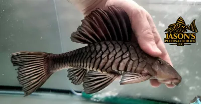Rhinelepis strigosa Rhinelepis strigosa