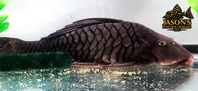 Rhinelepis strigosa