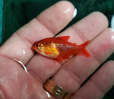 Red Cherry Tetra - (Hyphessobrycon sp. MZUEL 17771)