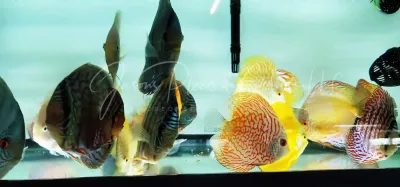 Discus - (Symphysodon aequifasciatus)