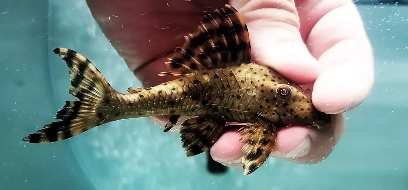 L303 Red Pepper Pleco - (Hypostomus macushi)