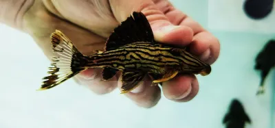 Panaque cf. armbrusteri - L27 (Jamanxim River) Panaque cf. armbrusteri - L27 (Jamanxim River)