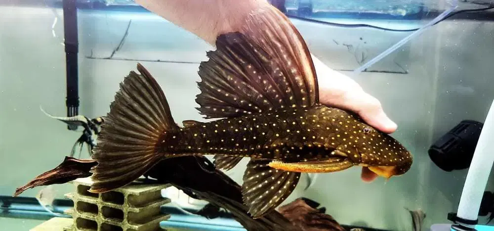 Phase I Luteus Pleco/Golden Sailfin Pleco - (Hypostomus Luteus) Argentina