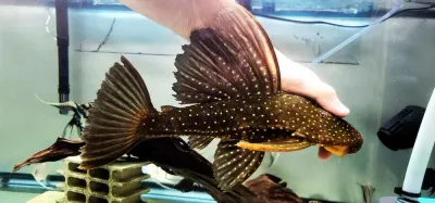 Phase I Luteus Pleco/Golden Sailfin Pleco - (Hypostomus Luteus) Argentina