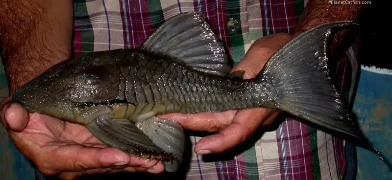 Venezuelan Blue Eye Panaque - (Panaque suttonorum)