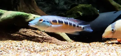 Crenicichla missioneira