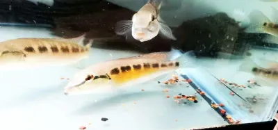 Crenicichla missioneira