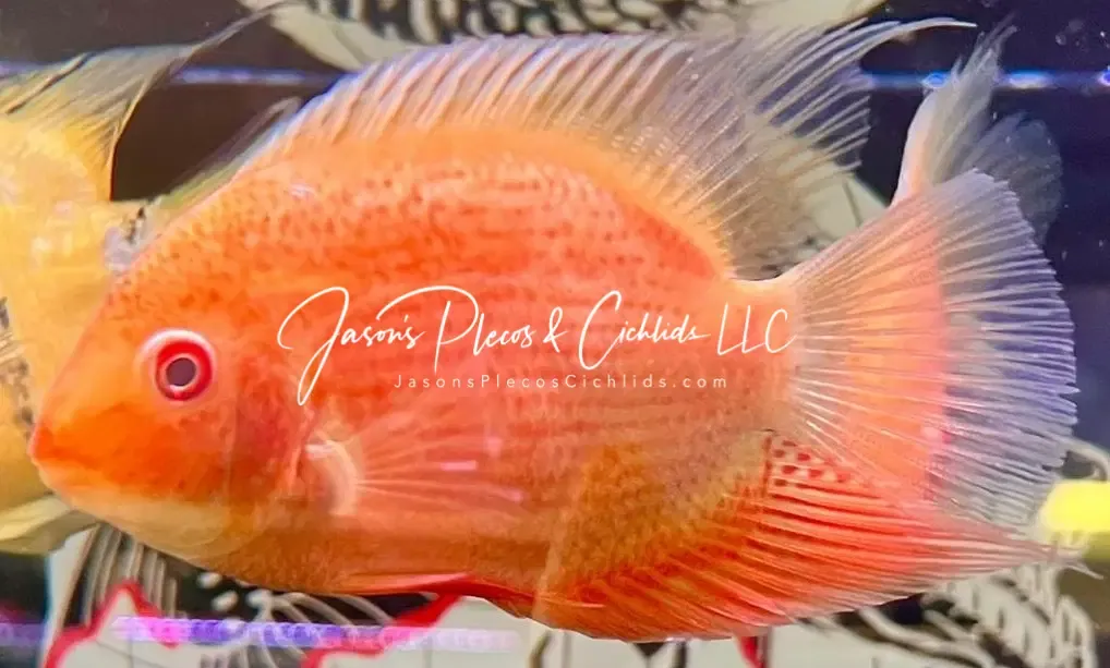 Red Spot Gold Severum - (Heros cf. efasciatus)
