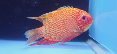 Red Spot Gold Severum - (Heros cf. efasciatus)