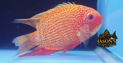 Red Spot Gold Severum - (Heros cf. efasciatus)
