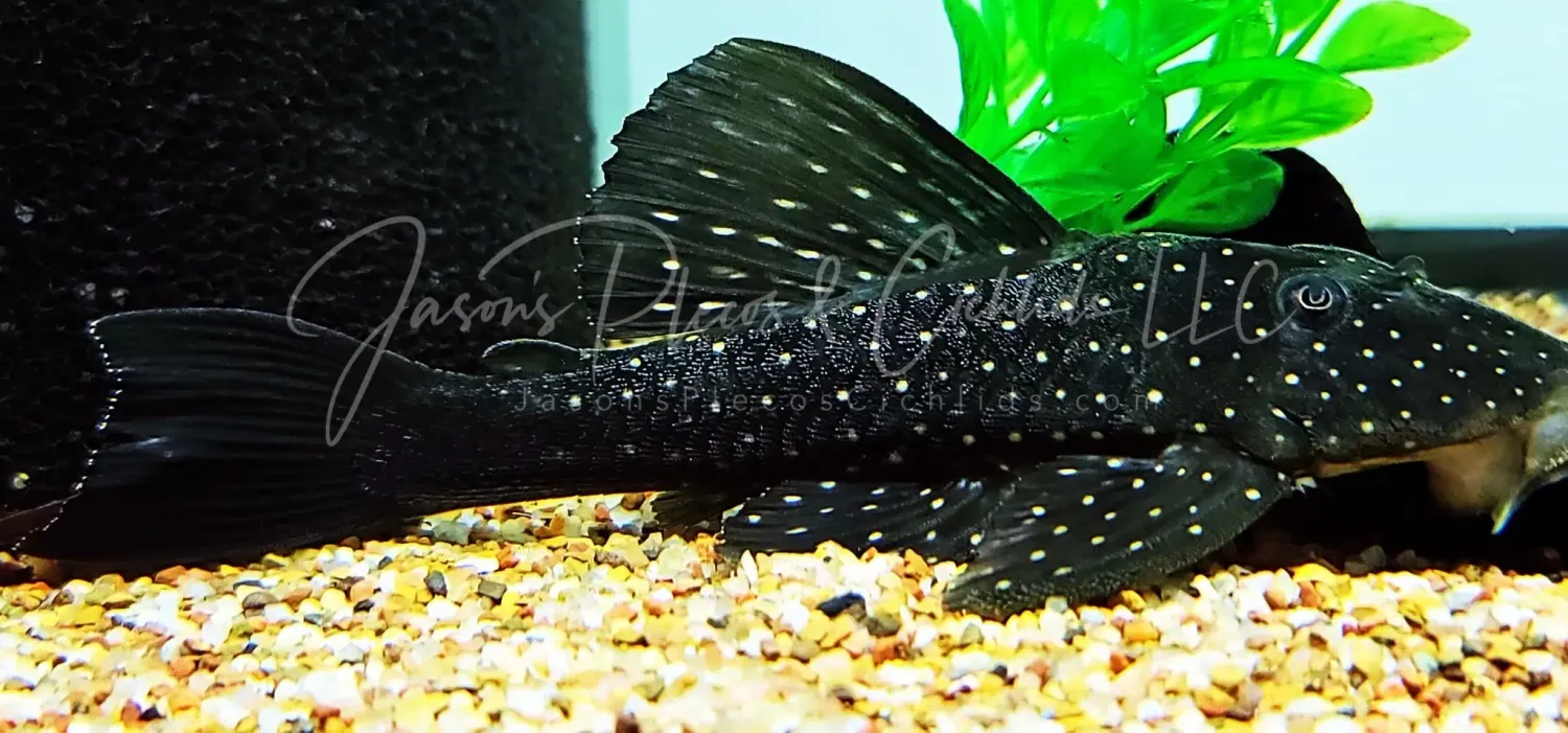 Phase I Luteus Pleco/Golden Sailfin Pleco - (Hypostomus Luteus)