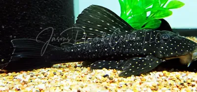 Phase I Luteus Pleco/Golden Sailfin Pleco - (Hypostomus Luteus) Phase I Luteus Pleco/Golden Sailfin Pleco - (Hypostomus Luteus)