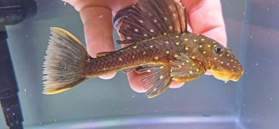 Phase I Luteus Pleco/Golden Sailfin Pleco - (Hypostomus Luteus)