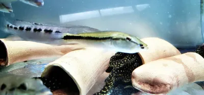 Blacklipped Pike Cichlid - (Crenicichla celidochilus)