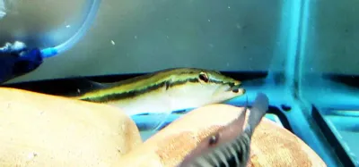 Blacklipped Pike Cichlid - (Crenicichla celidochilus)